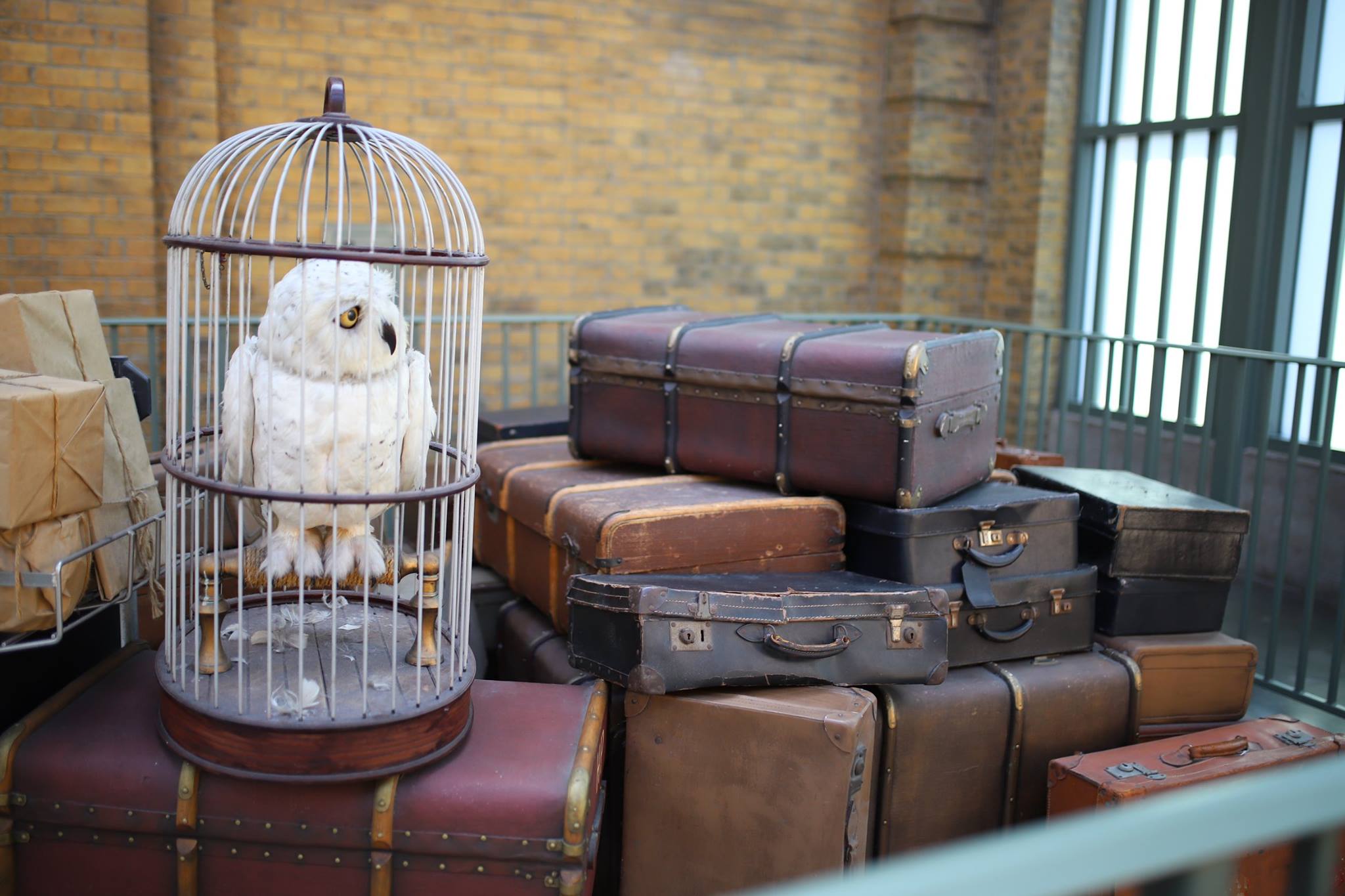 Contact us. Hedwig sits atop suitcases